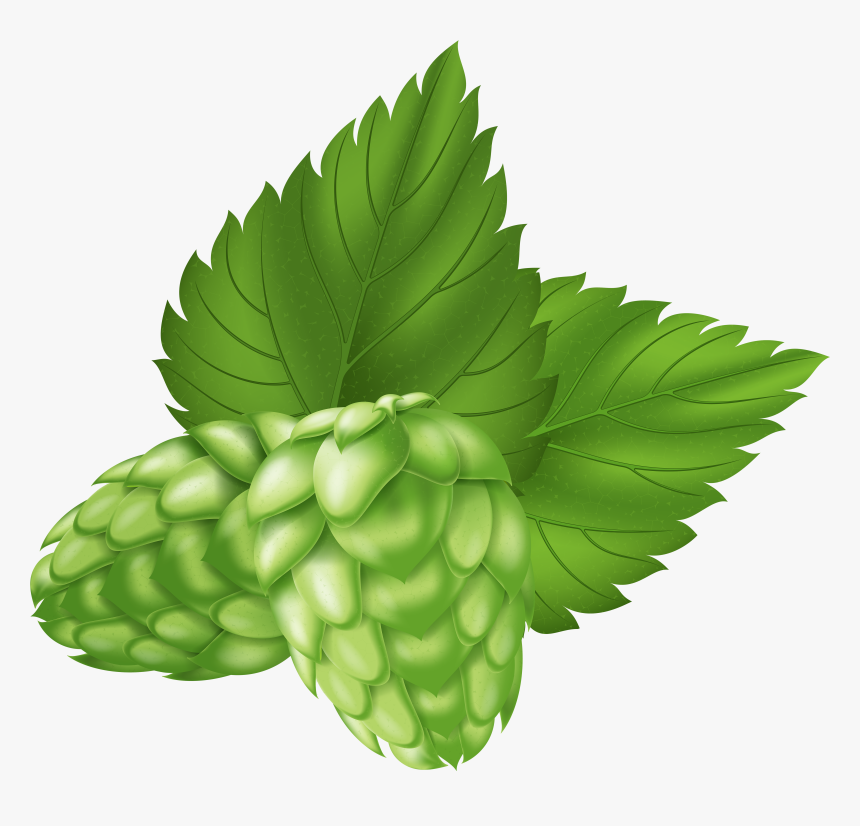 Beer Plant Png Image - Hops, Transparent Png, Free Download
