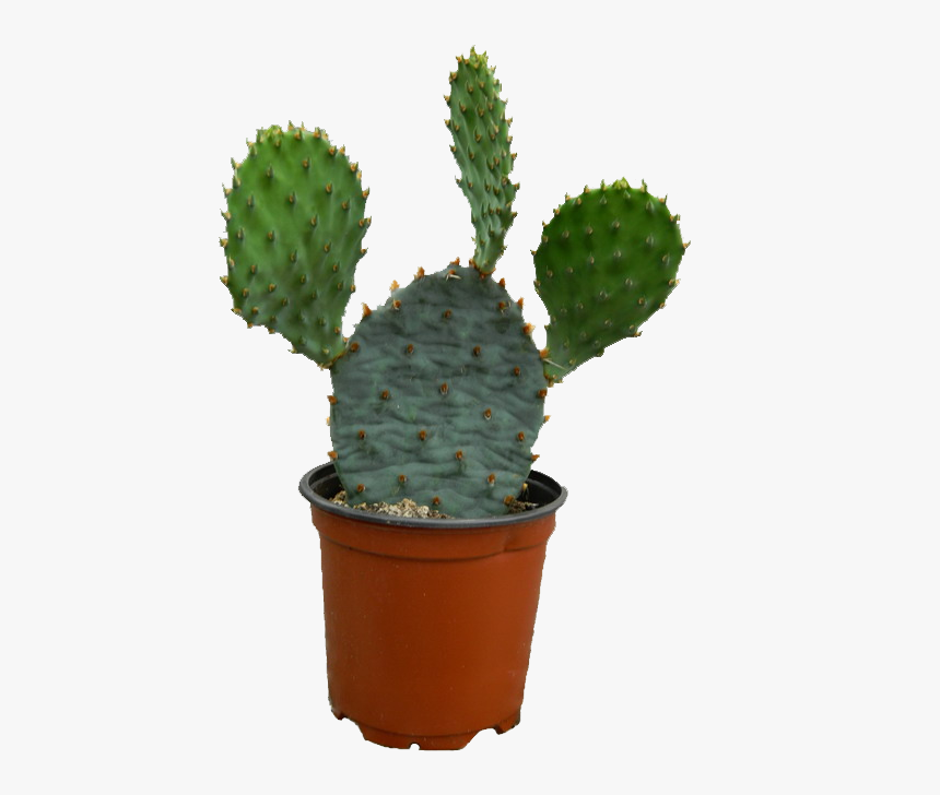 Cactus Plant Png Photos - Portable Network Graphics, Transparent Png, Free Download