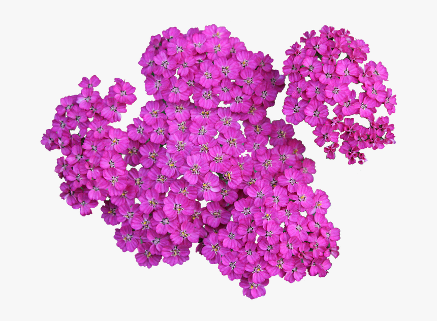 Plant, Achillea, Png, Yarrow, Blossom, Flower - Cute Calligraphy Flowers Gif Png, Transparent Png, Free Download