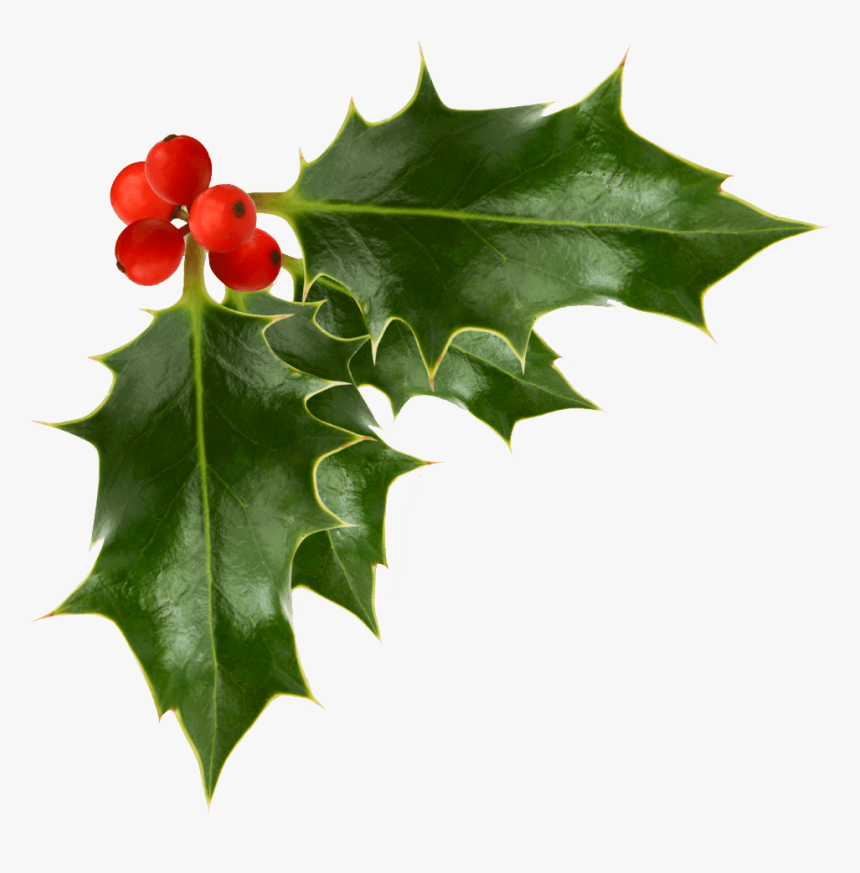 Holly Berries Transparent Image Festive Transparent - Holly Berry Png, Png Download, Free Download