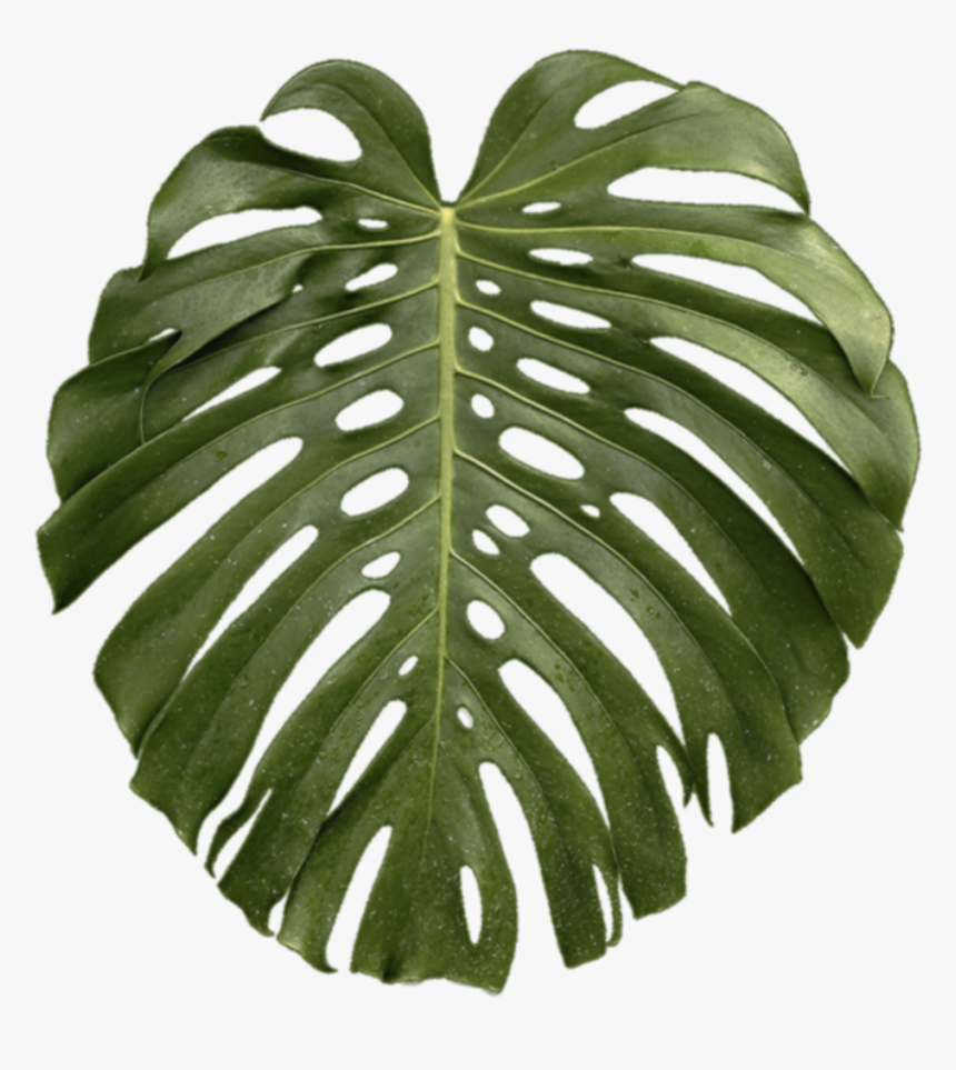 Transparent Monstera Leaf Png, Png Download, Free Download