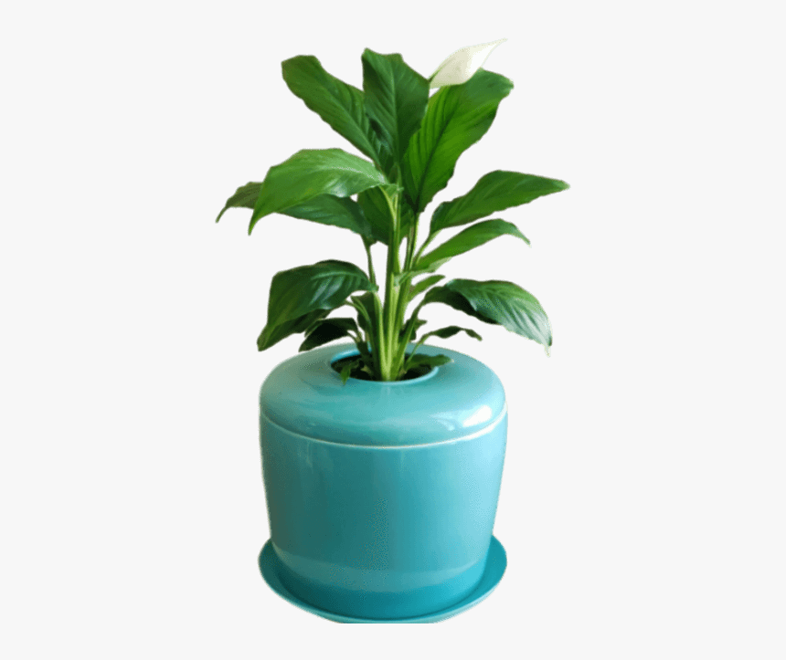 Flowerpot, HD Png Download, Free Download