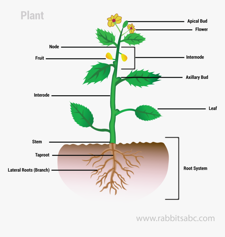 Parts Of A Plant - Parts Of A Plant Hd, HD Png Download, Free Download