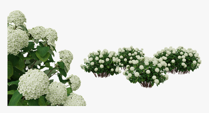 Hydrangea Bush Png - White Flower Bush Png, Transparent Png, Free Download