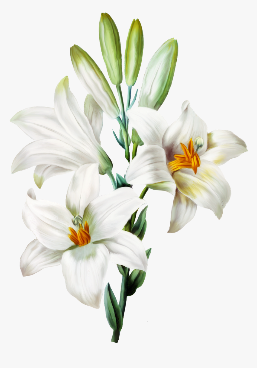 Transparent White Lily Png - Transparent Background Lily Flower Png, Png Download, Free Download