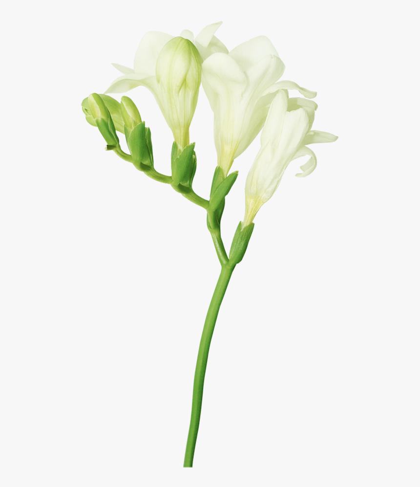 Transparent Flower Outline Png - Freesia Png, Png Download, Free Download