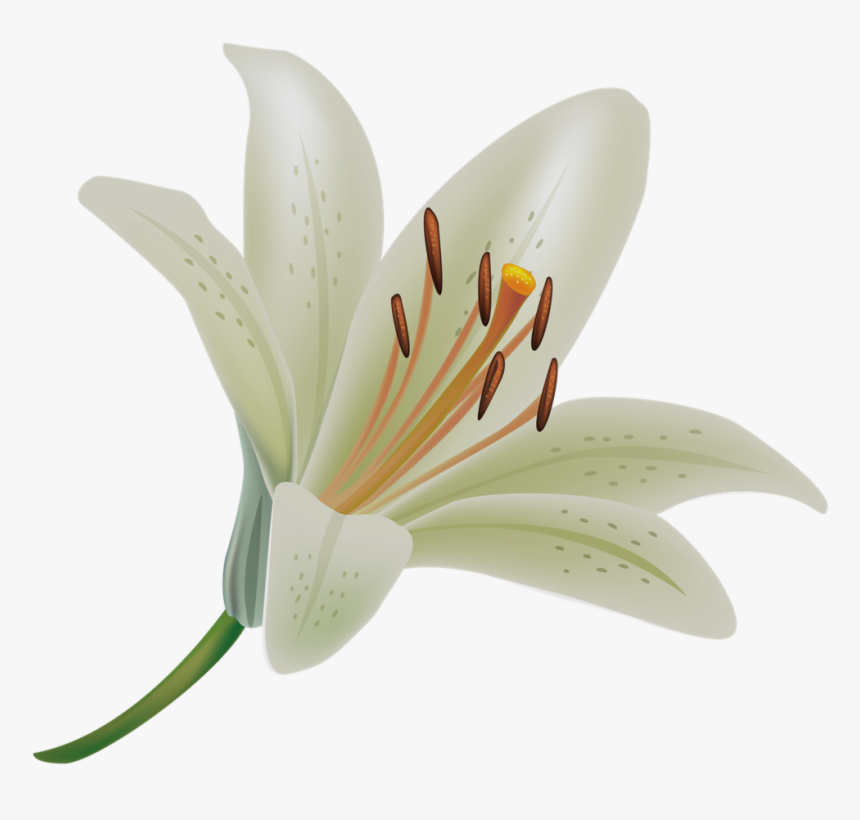 Fresh Collection Of Flower - Transparent Background Lily Png, Png Download, Free Download