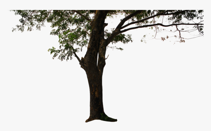 Tree Png Background - Transparent Background Big Tree Png, Png Download, Free Download