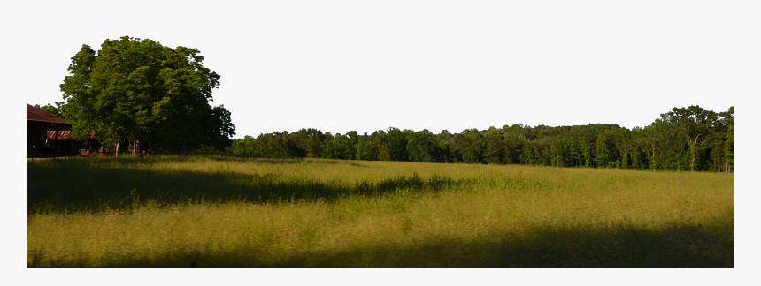 Transparent Grass Background Png - Trees In Background Png, Png Download, Free Download