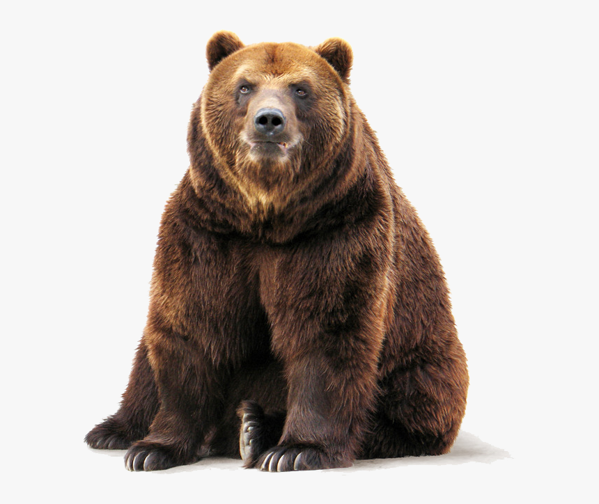 Brown Bear Png Free Download - Grizzly Bear Transparent Background, Png Download, Free Download