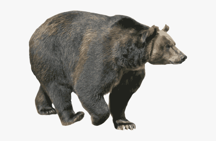 Download This High Resolution Bear Png - Black Bear Png, Transparent Png, Free Download