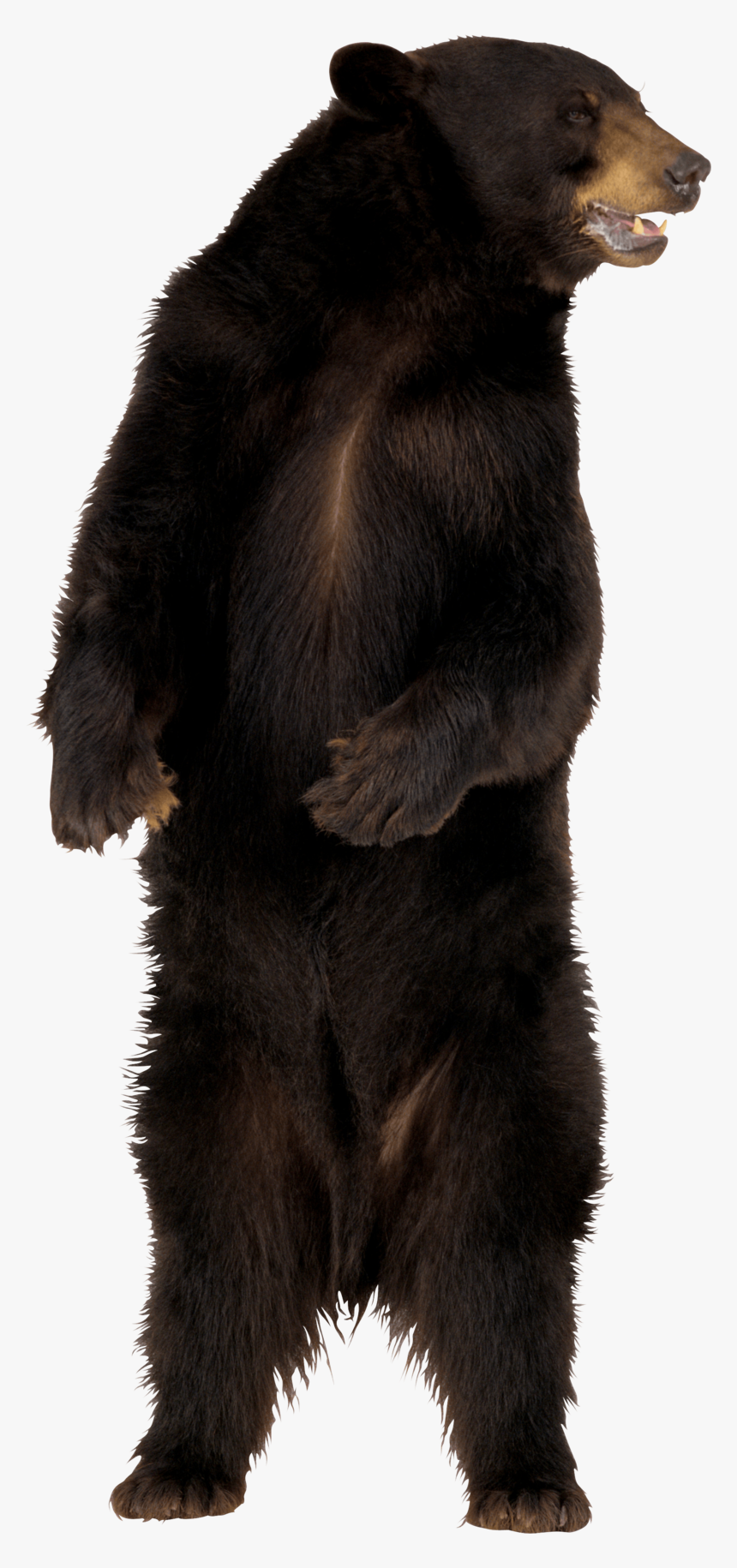 Angry Bear Png Image Free Download - Angry Bear Png, Transparent Png, Free Download