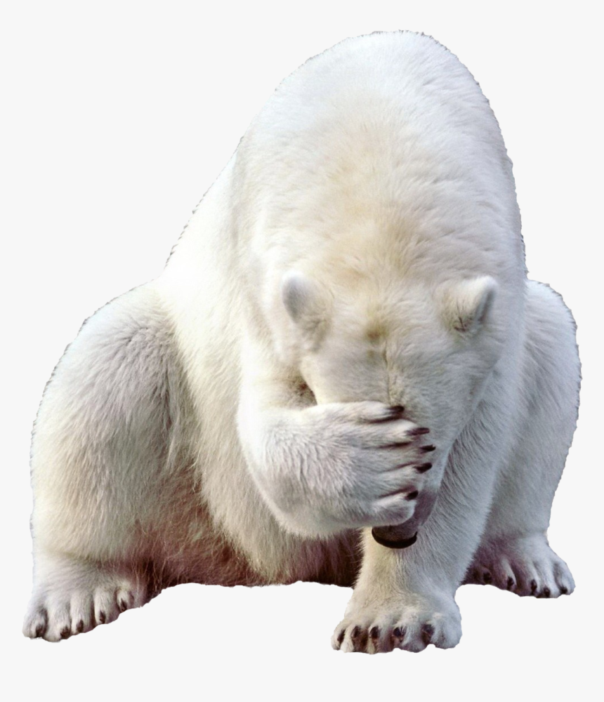 Polar Bear Png, Transparent Png, Free Download