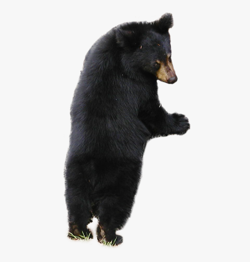 American Black Bear Polar Bear - Sloth Bear White Background, HD Png Download, Free Download