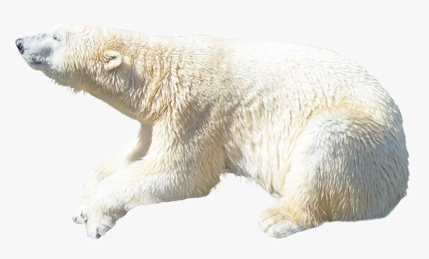 Polar Bear Png Image - Polar Bear Transparent Background, Png Download, Free Download