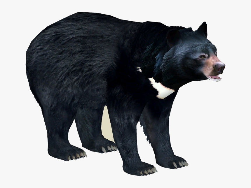 Black Bear Png - Asian Black Bear Png, Transparent Png, Free Download