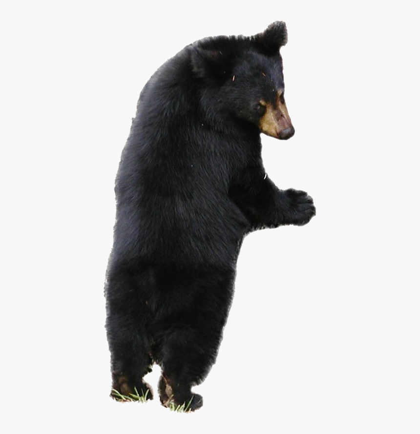 Sloth Bear Png Free Download - Sloth Bear White Background, Transparent Png, Free Download