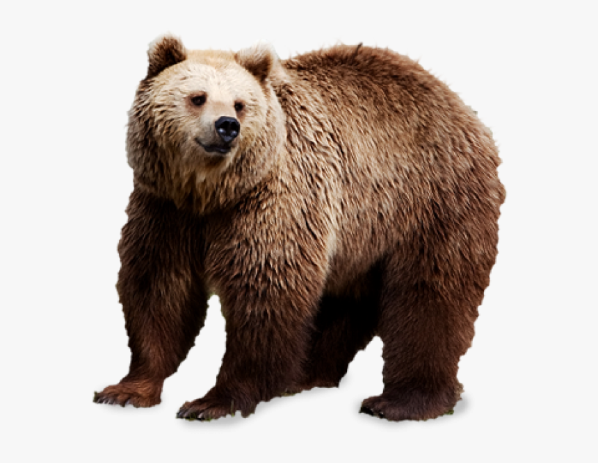 Sad Bear Png Image - Bear Png, Transparent Png, Free Download