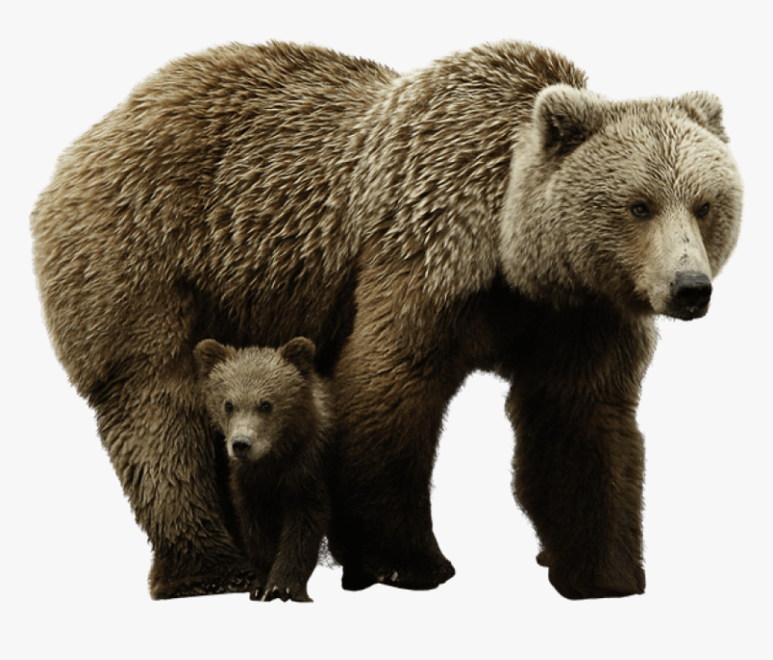 Grizzly Bear Png - Transparent Bear Png, Png Download, Free Download