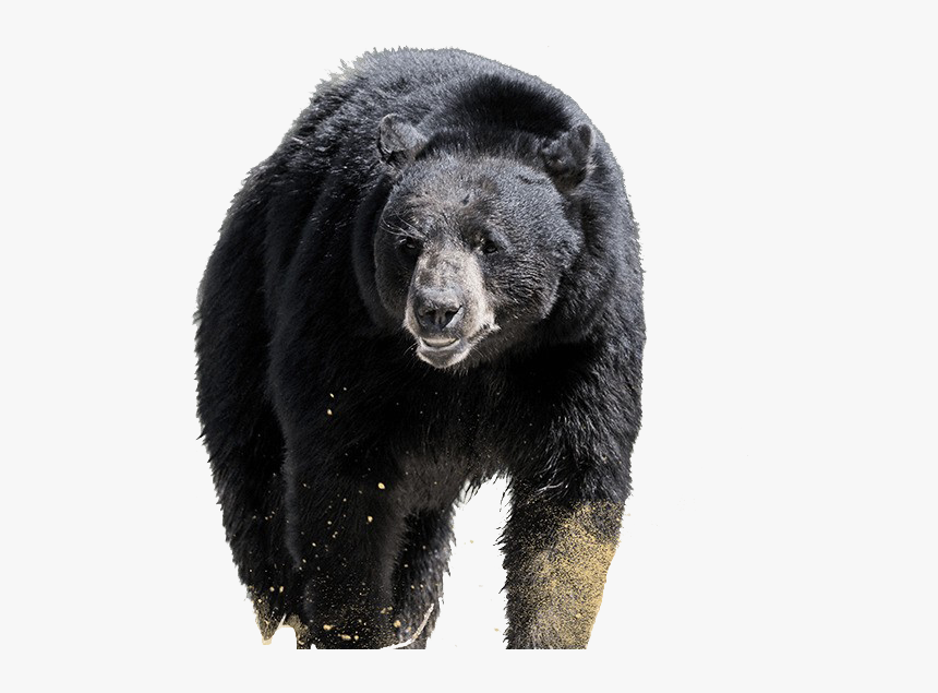 Sloth Bear Png Free Background - Sloth Bear Png, Transparent Png, Free Download