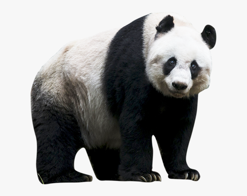 Panda Bear Png - Panda Png Transparent, Png Download, Free Download