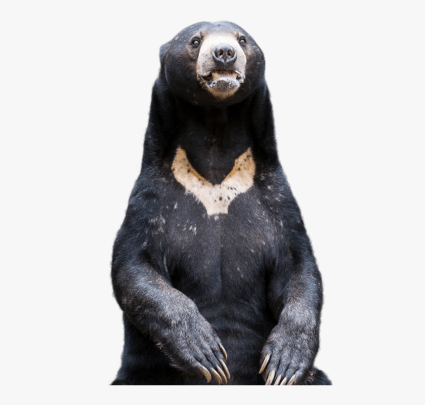 Sun-bear - Sun Bear Png, Transparent Png, Free Download