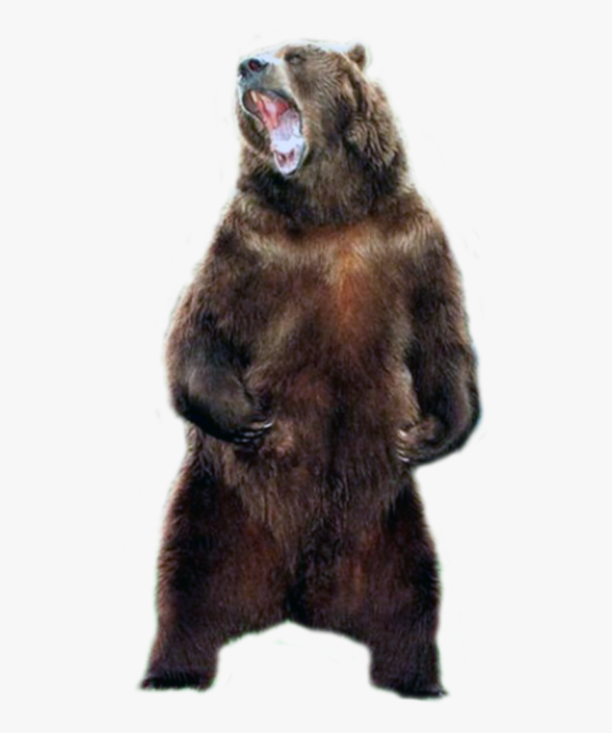 Bear, Png V - Grizzly Bear No Background, Transparent Png, Free Download