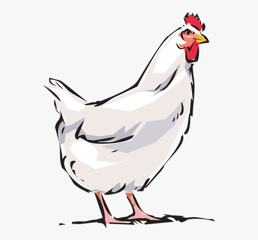 Transparent Sunrise Rooster Clipart - Chicken Clipart Png, Png ...