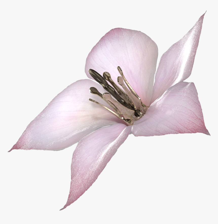 Nier Lunar Tear Flower, HD Png Download, Free Download