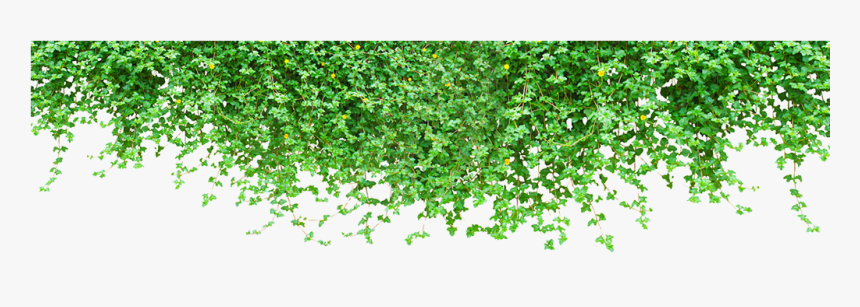 Plant Wall Vine Tiger Green Climbing Clipart - Climbing Plant Png, Transparent Png, Free Download