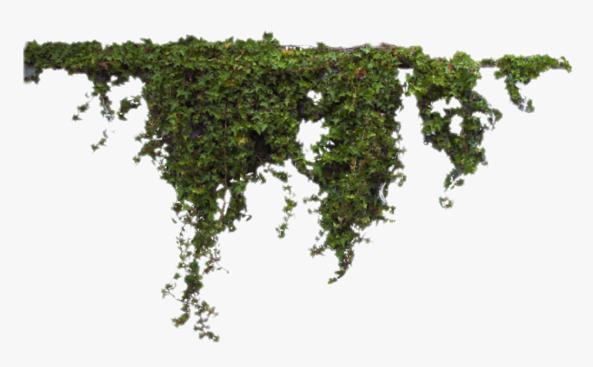 #vine #vines #grass - Ivy Png, Transparent Png, Free Download