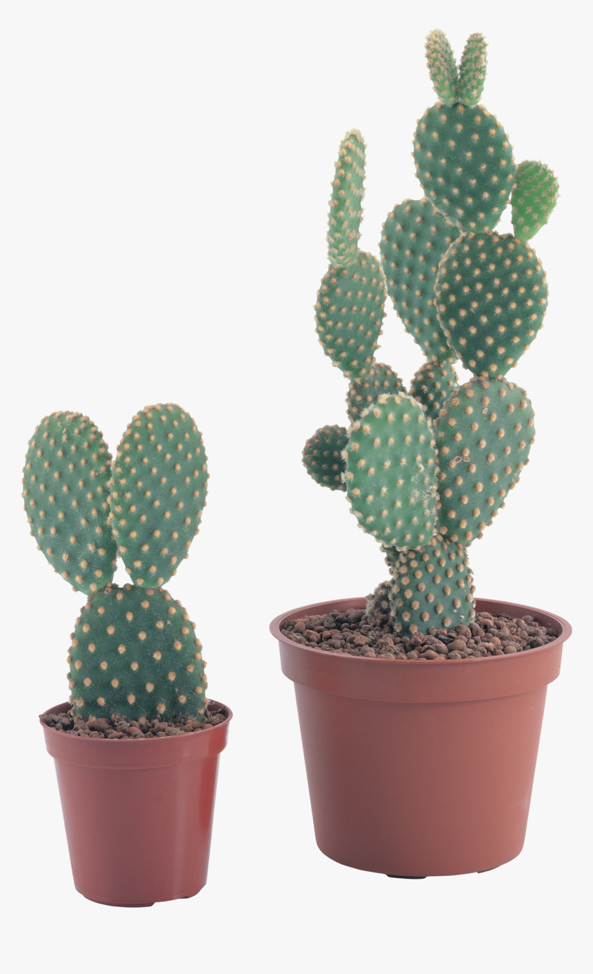 Cactus Png Image - Transparent Background Potted Cactus Png, Png Download, Free Download