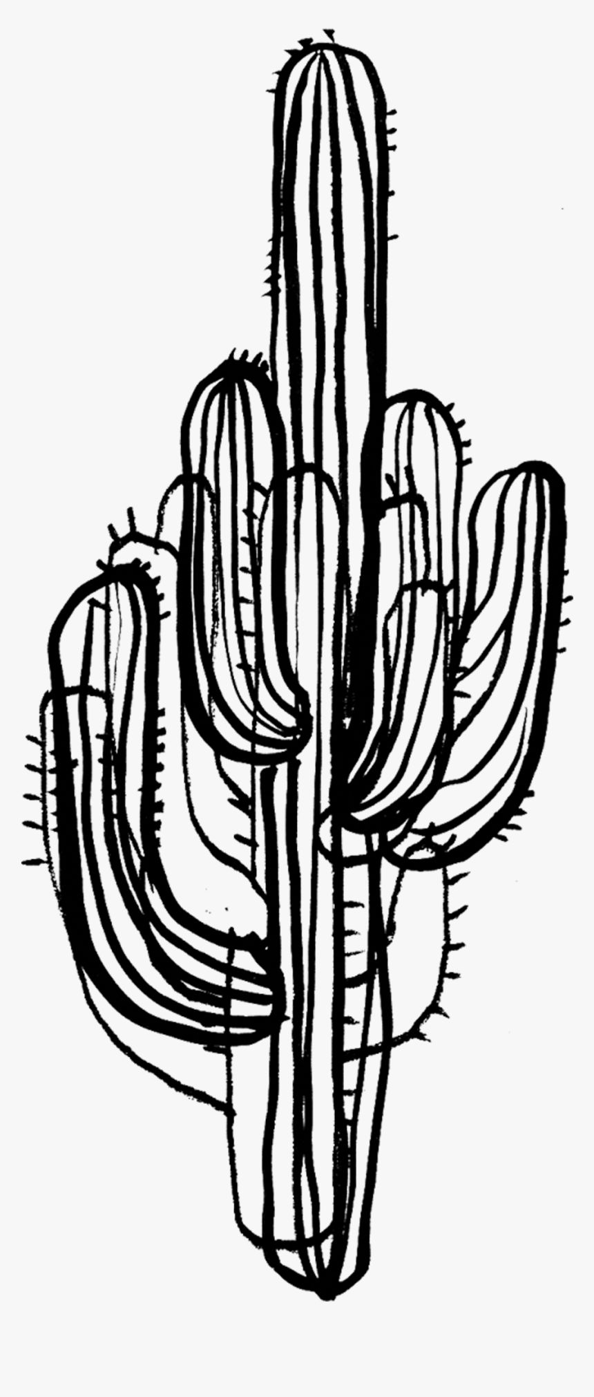 Drawing Cactus Saguaro - Cactus Line Art Png, Transparent Png, Free Download