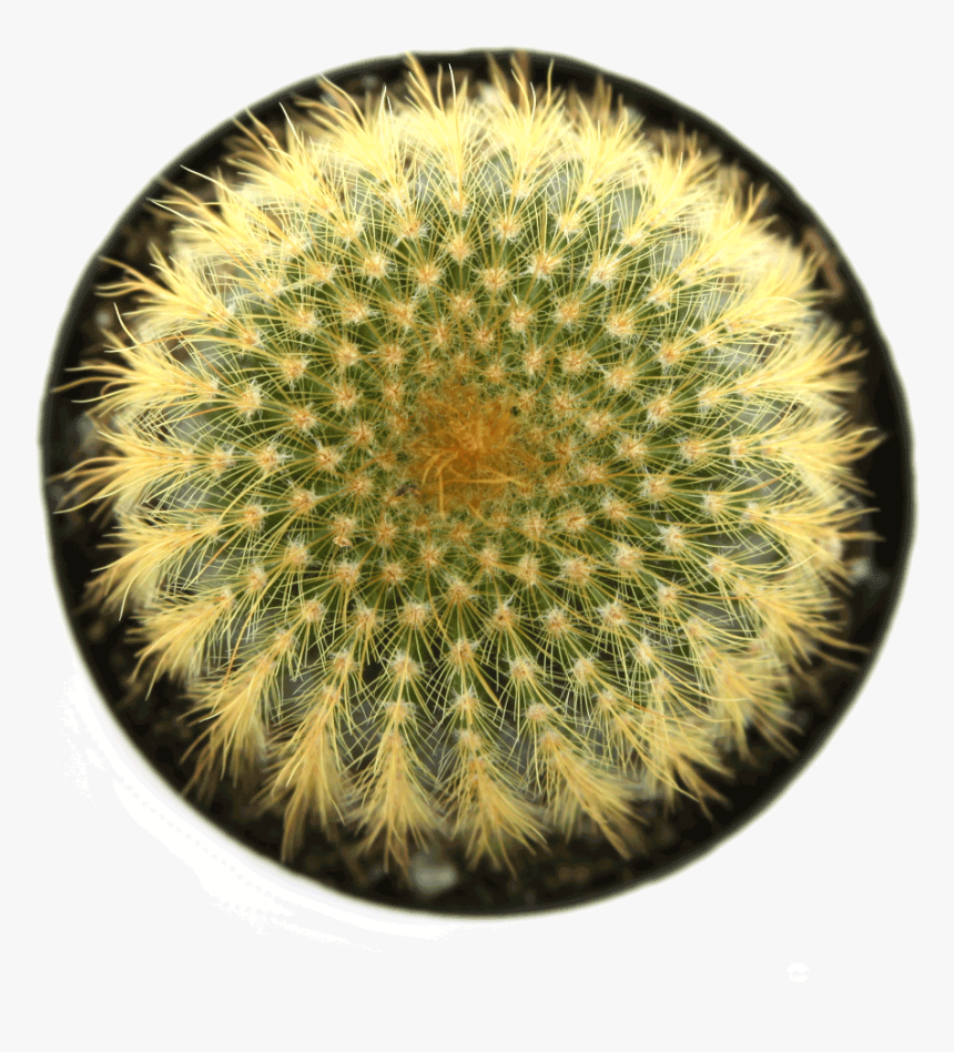 Notocactus "golden Ball Cactus""
 Class= - Cactus Up Png, Transparent Png, Free Download