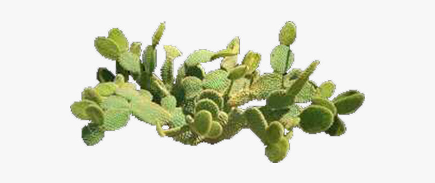 Prickly Pear Top View, HD Png Download, Free Download