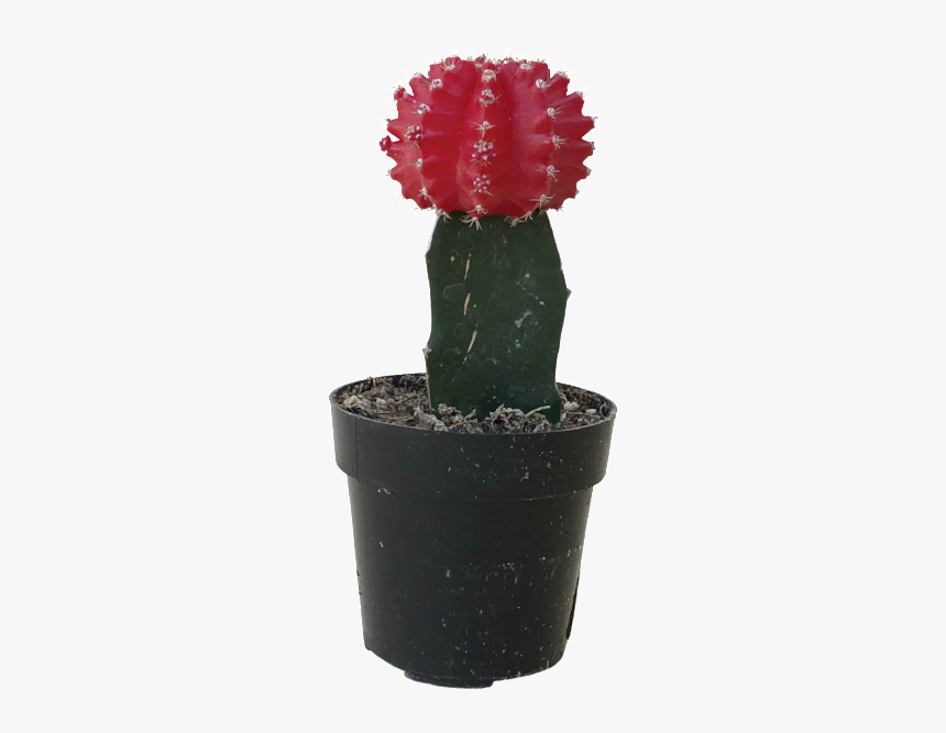 Clip Art Red Moon Cactus - Flowerpot, HD Png Download, Free Download