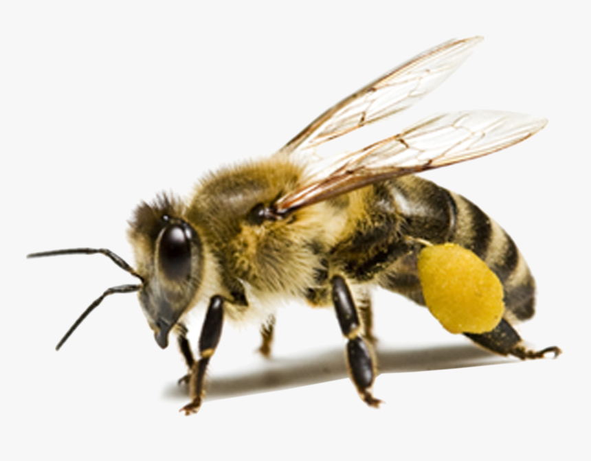 Bee Png Hd - Transparent Background Honey Bee Png, Png Download, Free Download