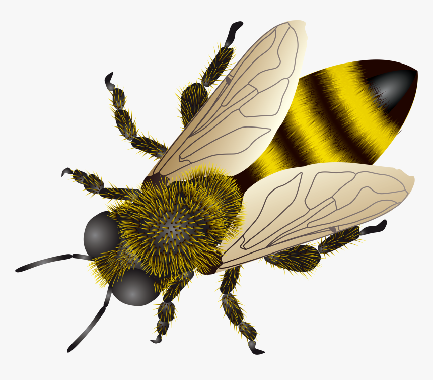 Bee Clipart On Transparent Background, HD Png Download, Free Download