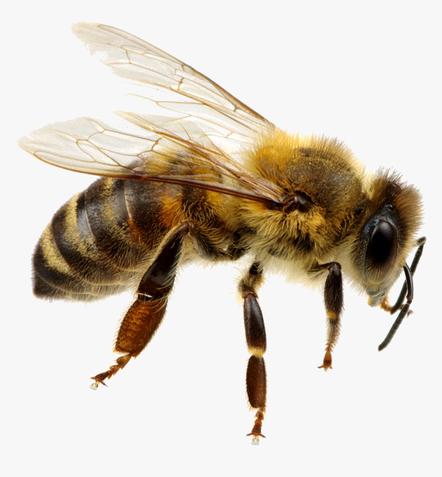 Bee Png Background - Transparent Background Bee Png, Png Download, Free Download
