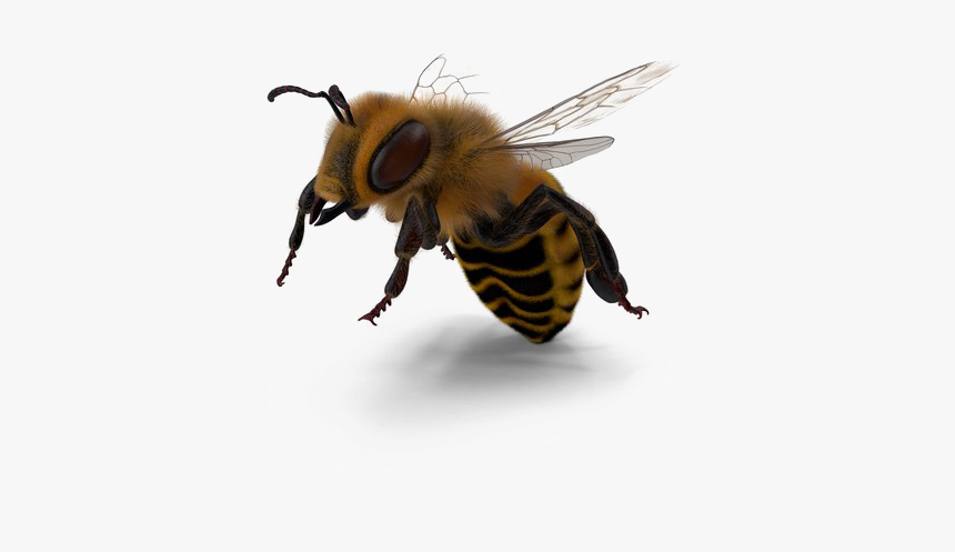 Bee Png Image - Portable Network Graphics, Transparent Png, Free Download