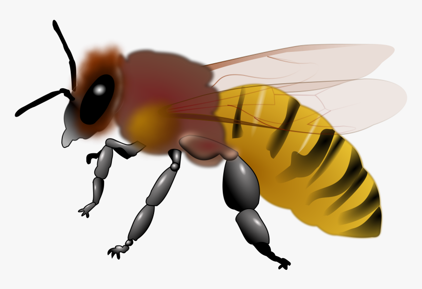 Free Clip Art Honey Bee - Honey Bee Clipart, HD Png Download, Free Download