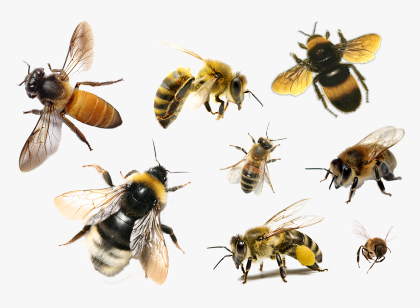 Bee Png Free Download - Bees Png, Transparent Png, Free Download