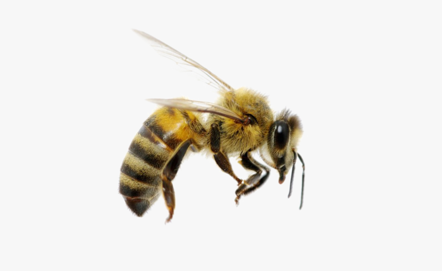 Bee Png Image Download - Bee With A Top Hat, Transparent Png, Free Download
