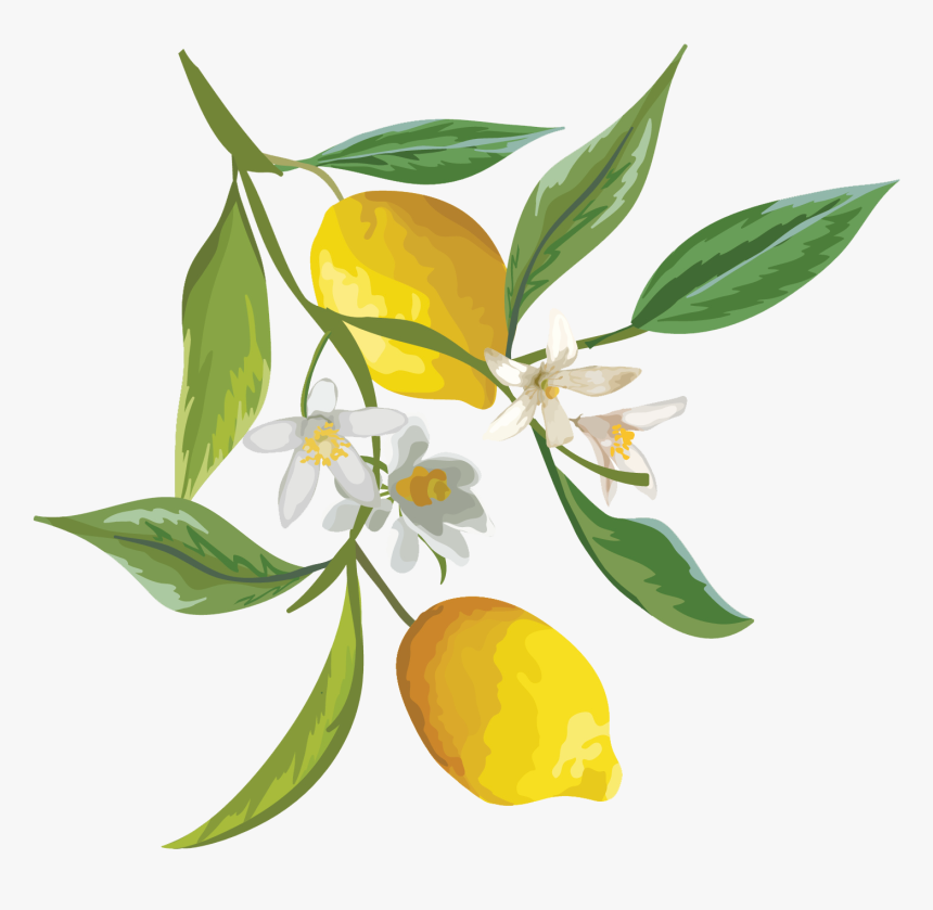 Watercolor Lemon Clipart, HD Png Download, Free Download