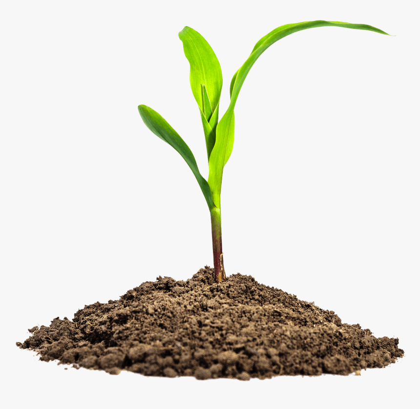 Leaves In Dirt Png Image - Maize Seedling, Transparent Png, Free Download