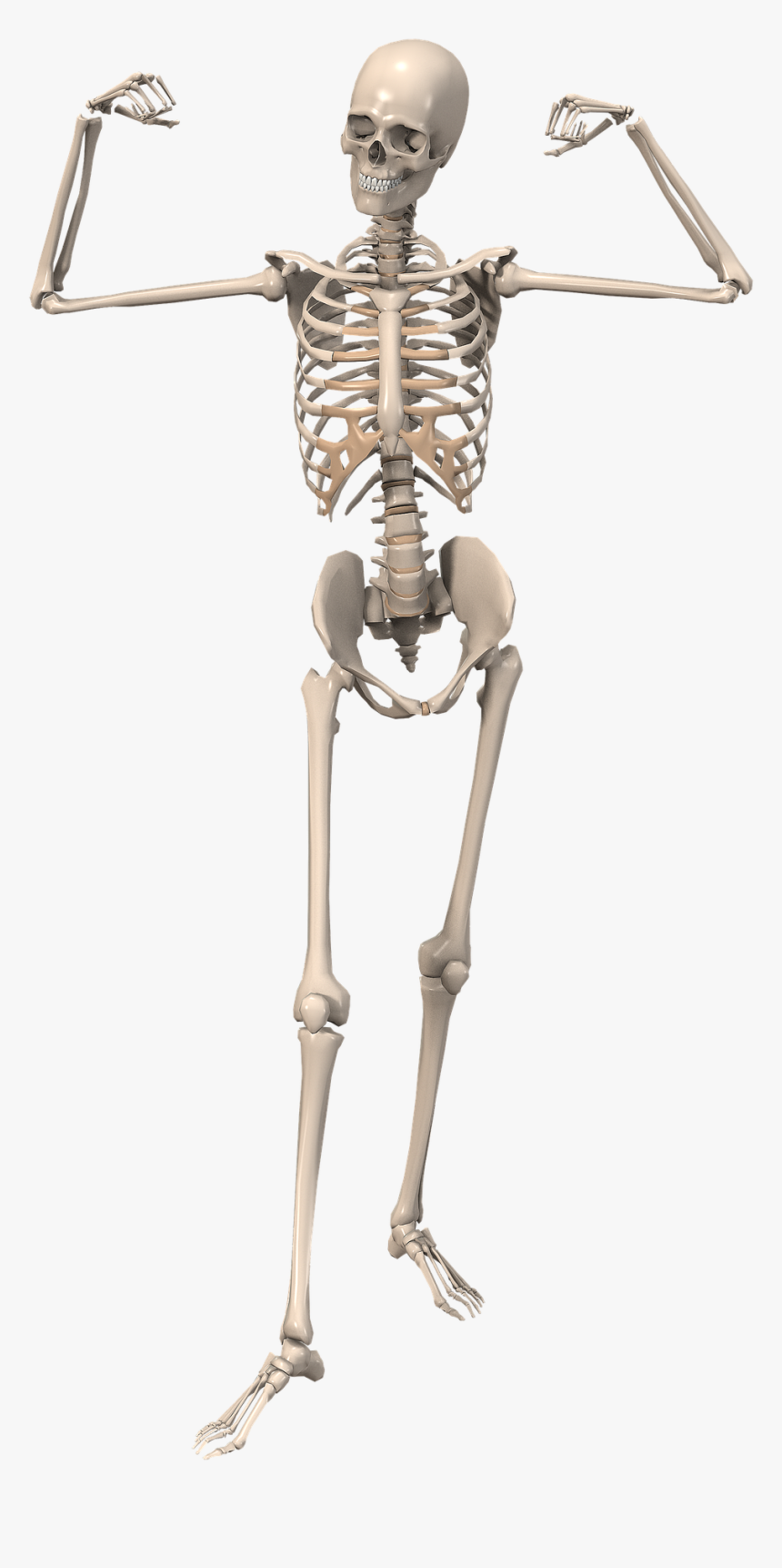 Human Skeleton, HD Png Download, Free Download