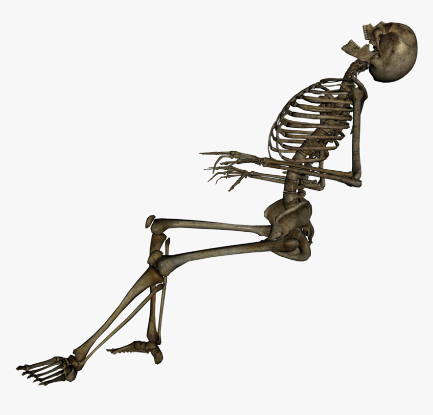 Skeleton, Skull Png Image - Skeleton Png, Transparent Png, Free Download