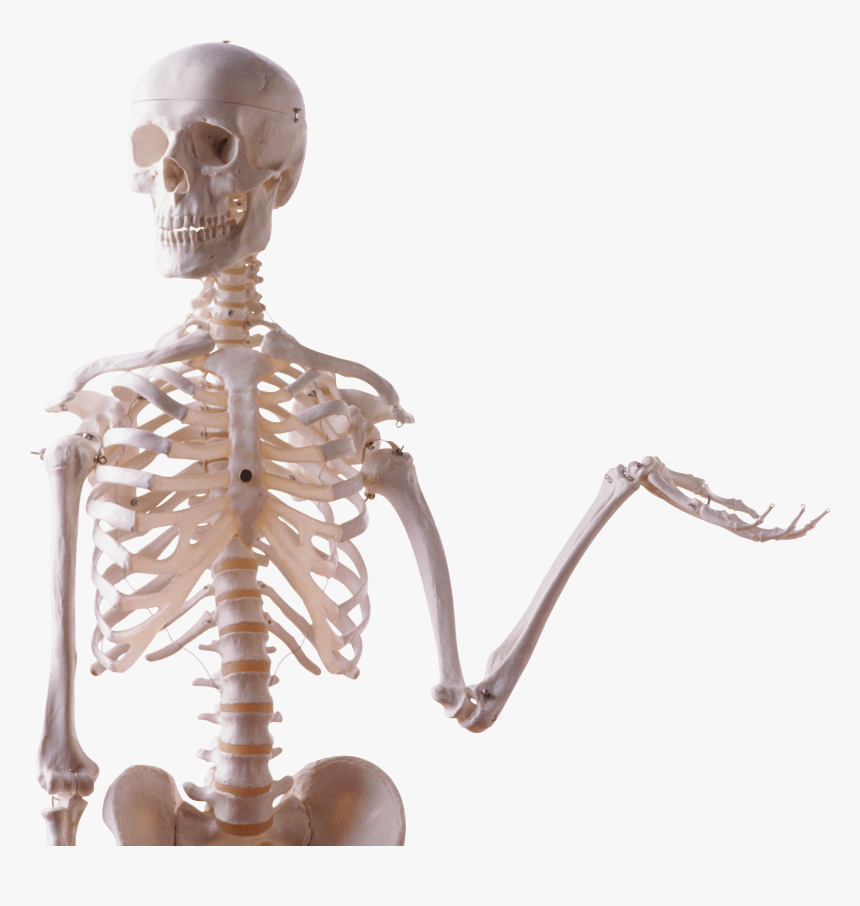 Skeleton Png - Printable Pictures Of The Skeletal System, Transparent Png, Free Download