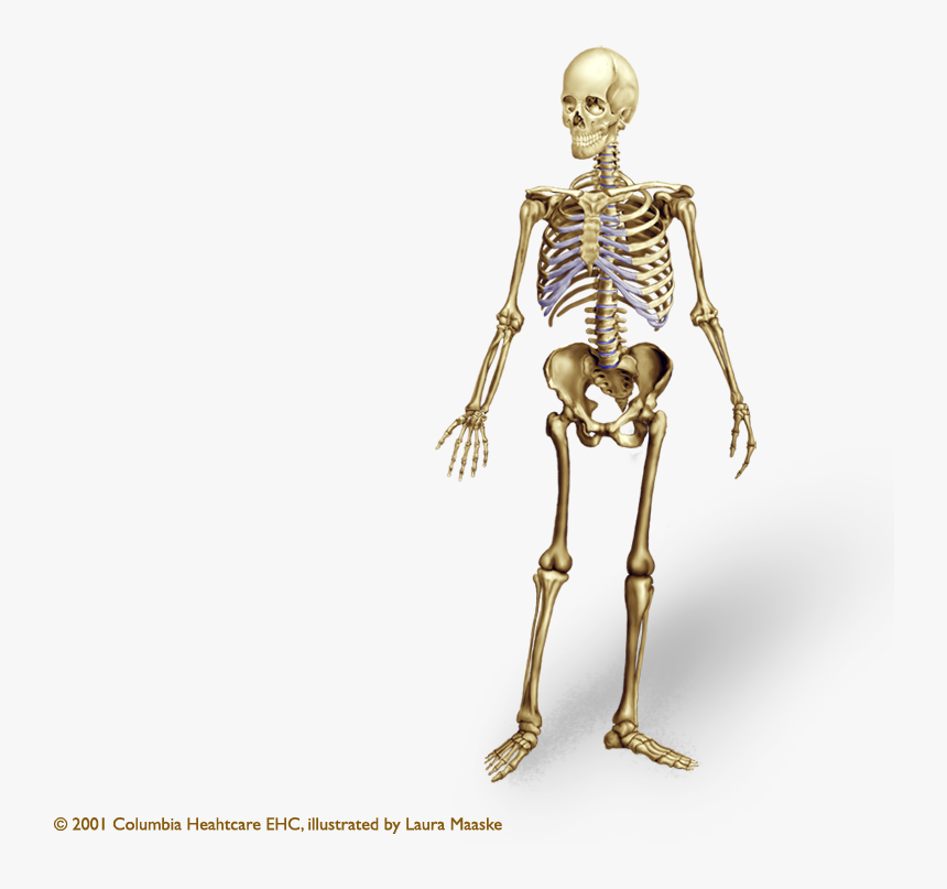 Png Of Human Skeleton - Human Skeleton Png, Transparent Png, Free Download