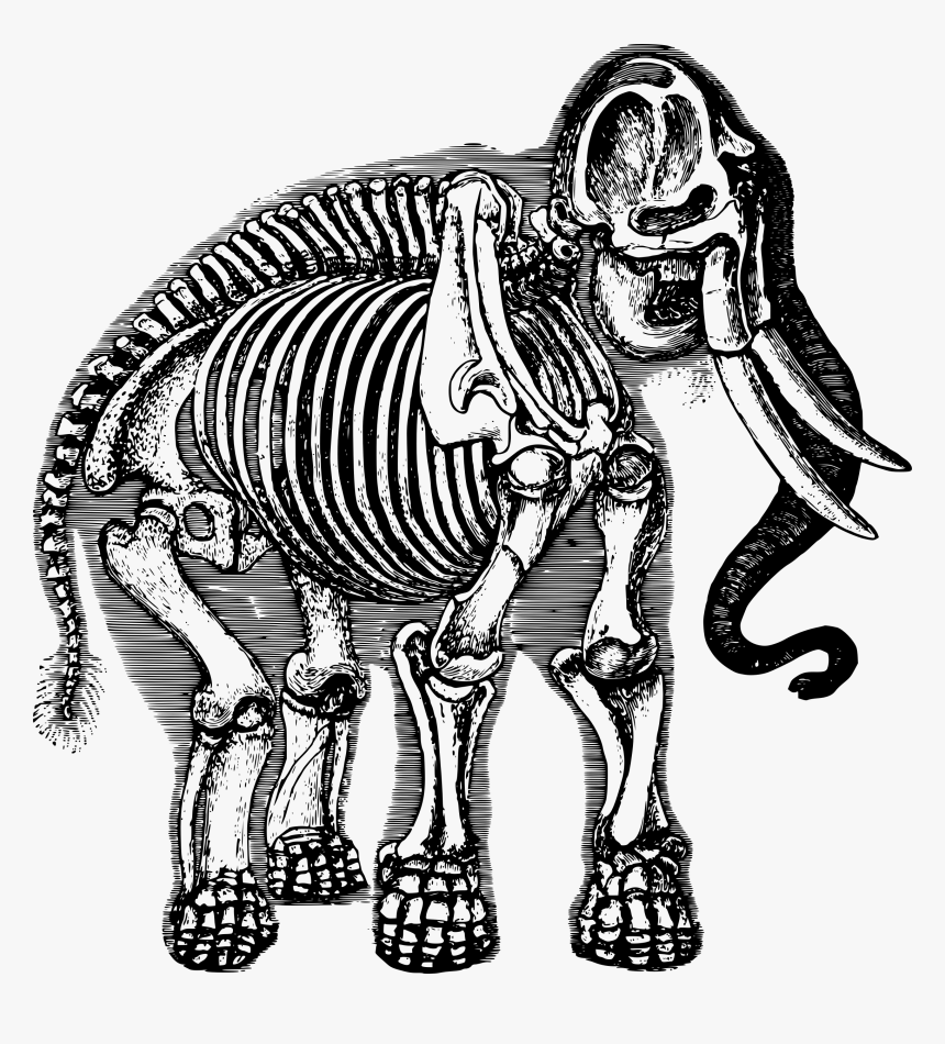 Elephant Skeleton Clip Arts - Scientific Illustration Elephant, HD Png Download, Free Download